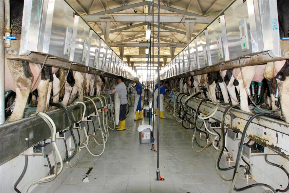 895 bin 834 ton inek sütü toplandı