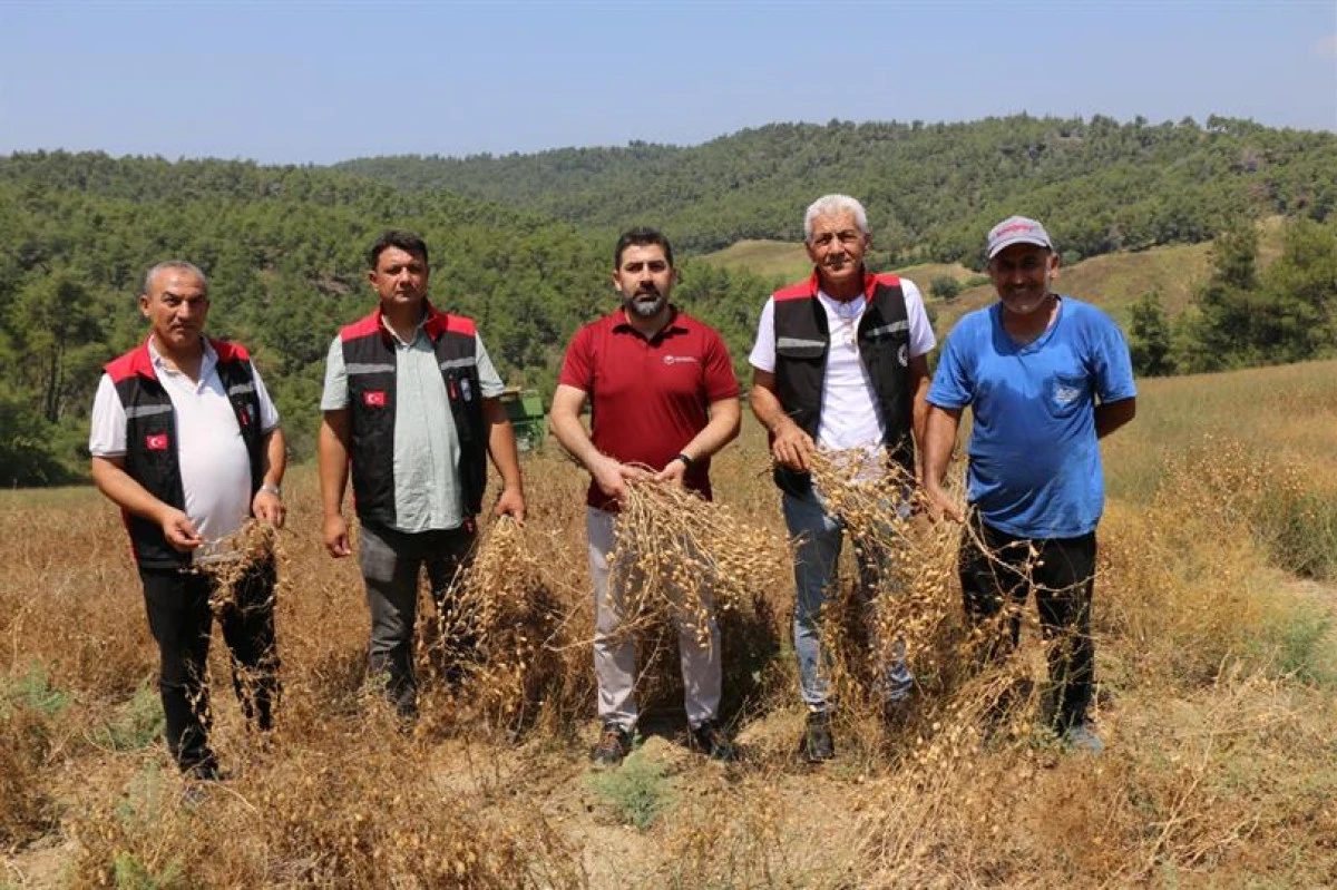 Adana'da Yerli Nohutta Rekor Verim