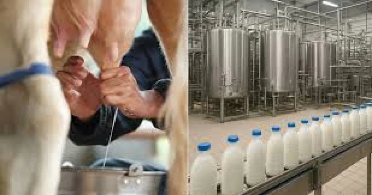 Aralıkta inek s&uuml;t&uuml; &uuml;retiminde azalma