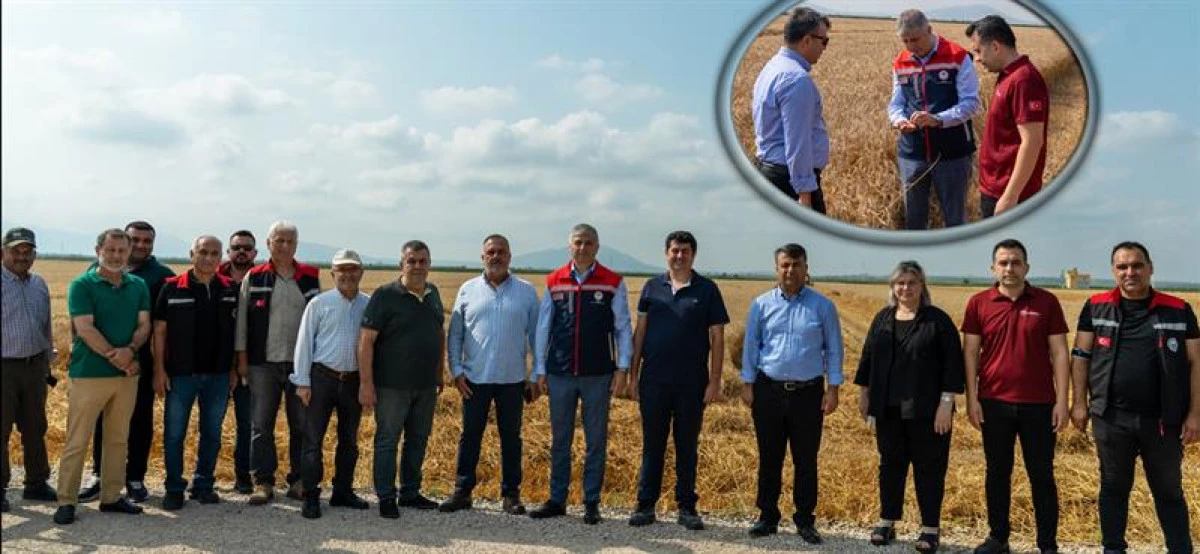 Buğday hasadı devam ediyor