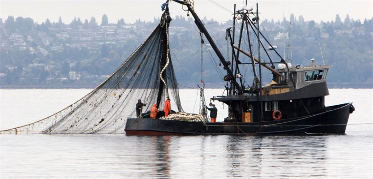 Hamsi sezonu verimli ge&ccedil;ti