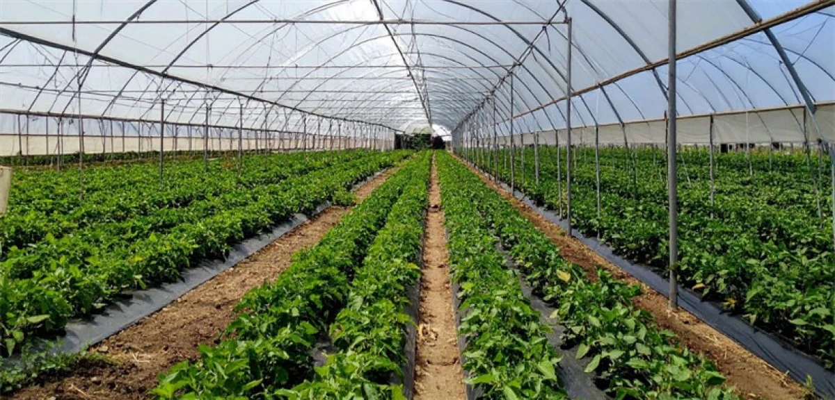 Karataş Sera Organize&rsquo;de yıllık  100 bin ton &uuml;retim yapılacak