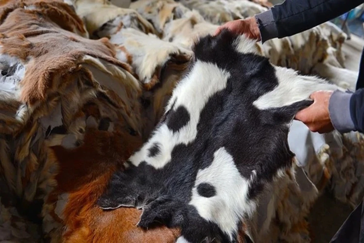 Kurban derileri ekonomiye 20 milyar lira kazandırabilir