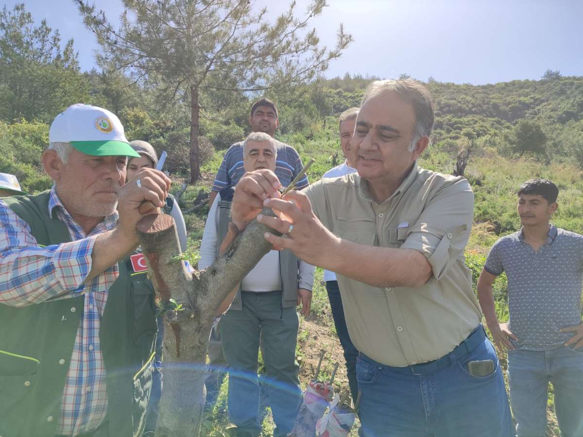 Orman Bölge’den zeytin aşılama çalışması