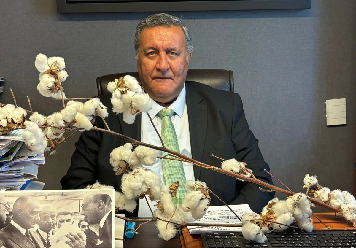 Pamukta tehlike &ccedil;anları &ccedil;alıyor