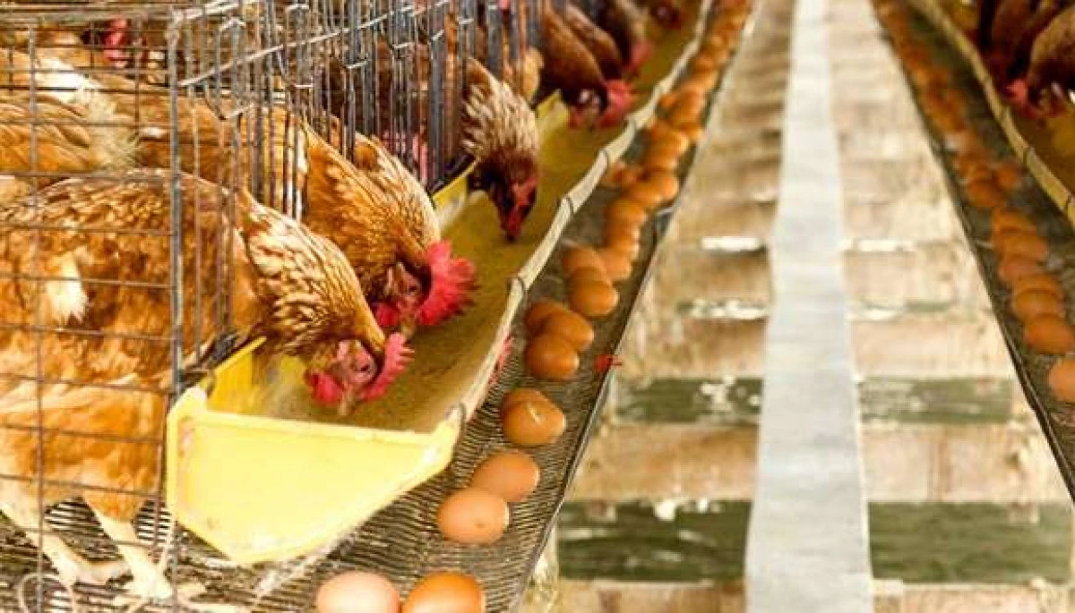 Tavuk yumurtası yüzde 9,1 azaldı