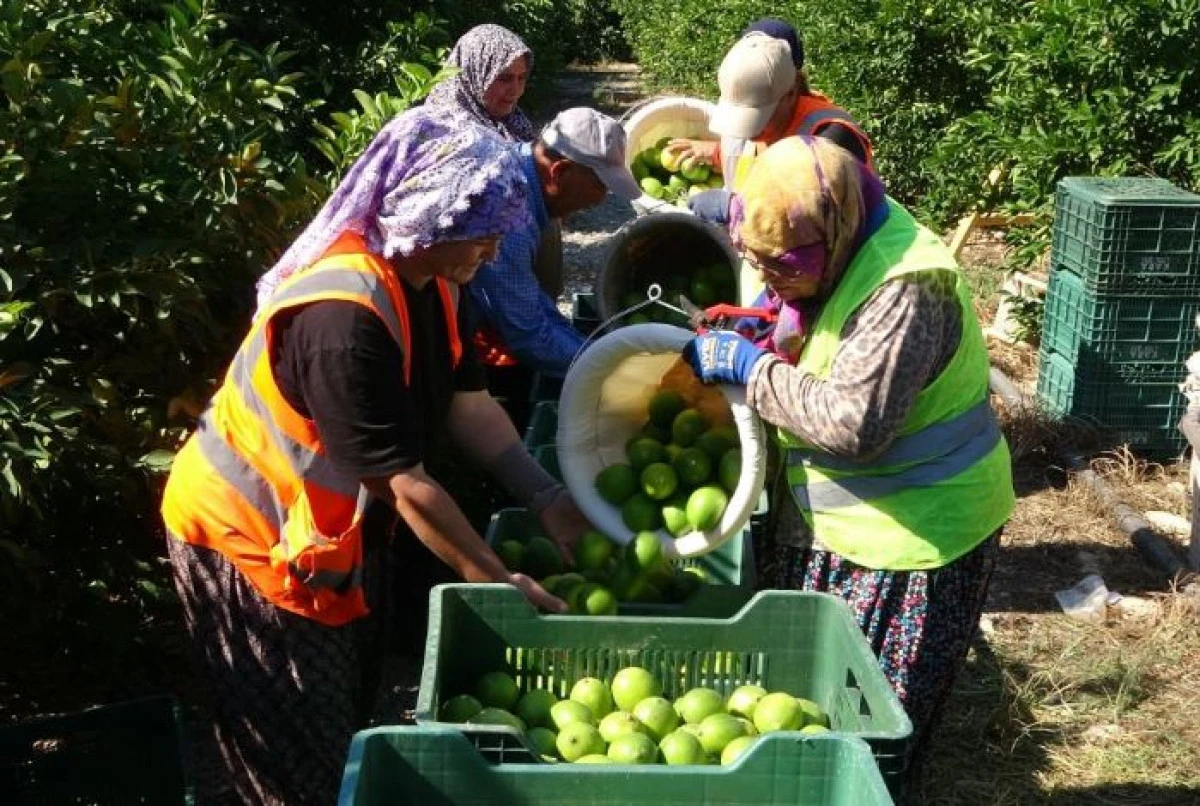 Temmuzda limon  zirveyi bırakmadı