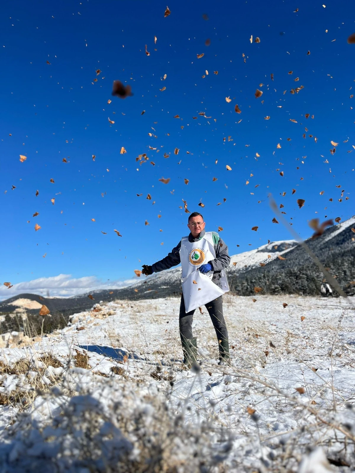 Toroslarda kar altında sedir tohumu ekimi