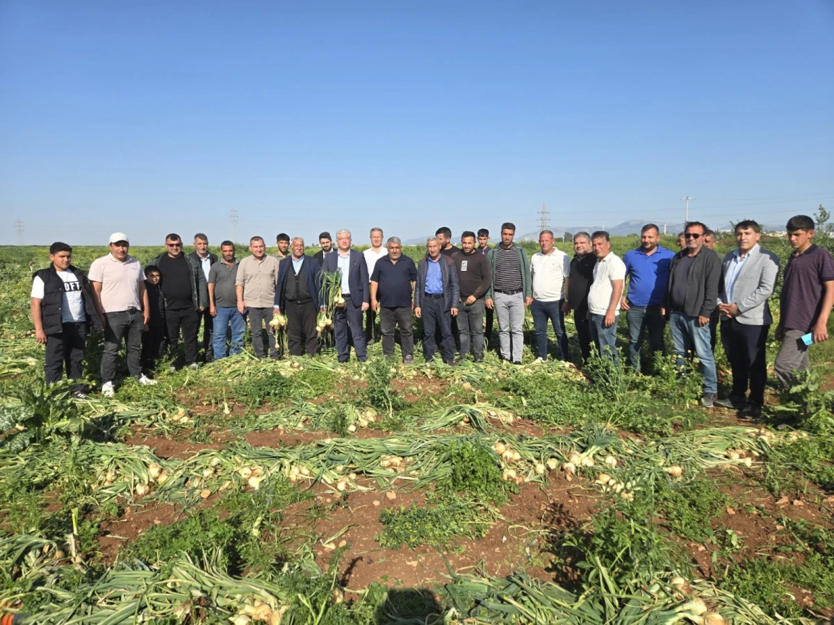 Turfanda soğan tarlada  7 liraya alıcı bulamıyor!..