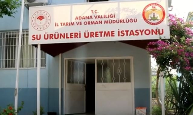 ADANA'DA YAVRU SAZAN BALIĞI ÜRETİMİ SAĞIMLA BAŞLADI