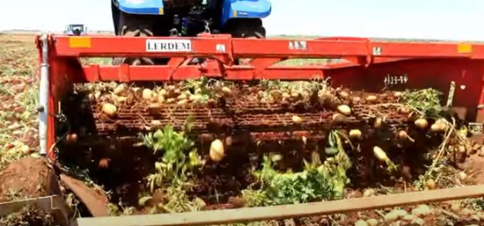 ADANA'DA TURFANDA PATATES HASADI BAŞLADI