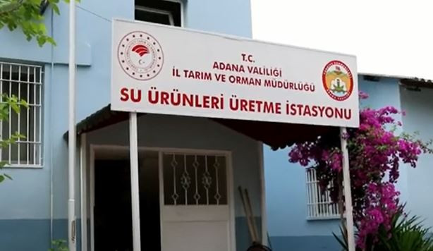 ADANA'DA ANAÇ SAZANLARDAN SAĞIM YAPILDI