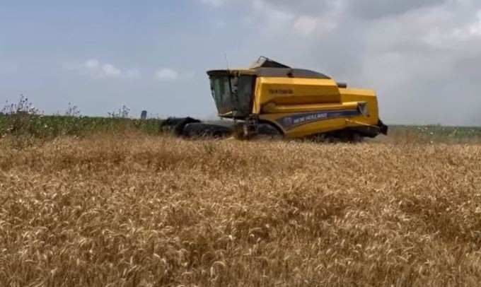 Çukurova'da buğday hasadı sürüyor, üretici alım fiyatının açıklanmasını bekliyor