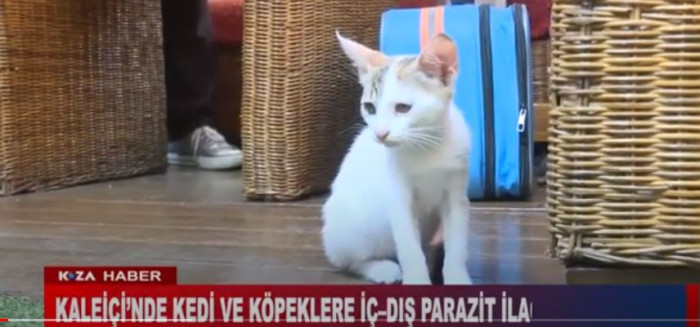 KALEİÇİ’NDE KEDİ VE KÖPEKLERE İÇ–DIŞ PARAZİT İLAÇLAMA YAPILDI